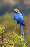 Blue-and-yellow Macaw